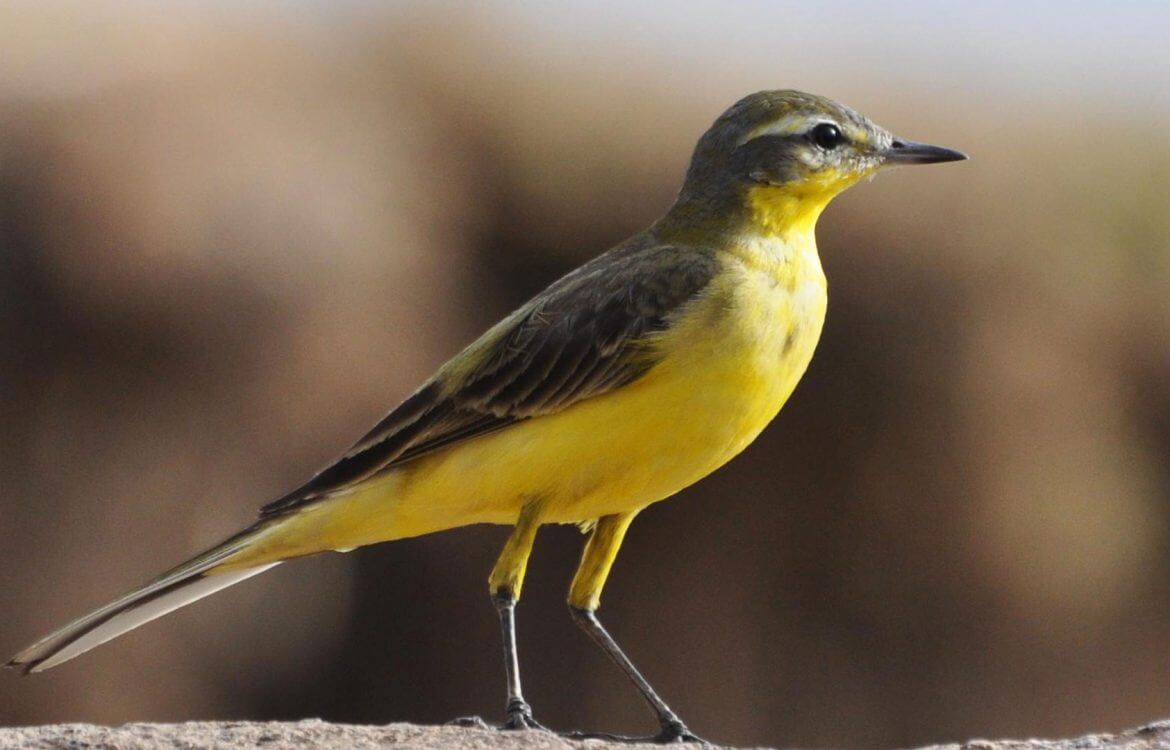 yellow-wagtail-ethiopia