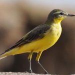yellow-wagtail-ethiopia
